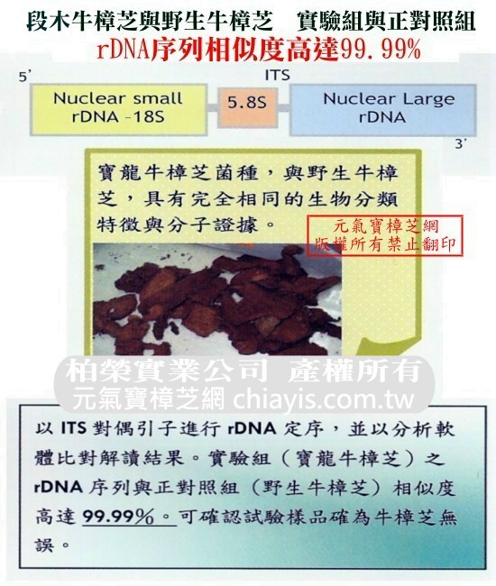 段木牛樟芝DNA鑑定